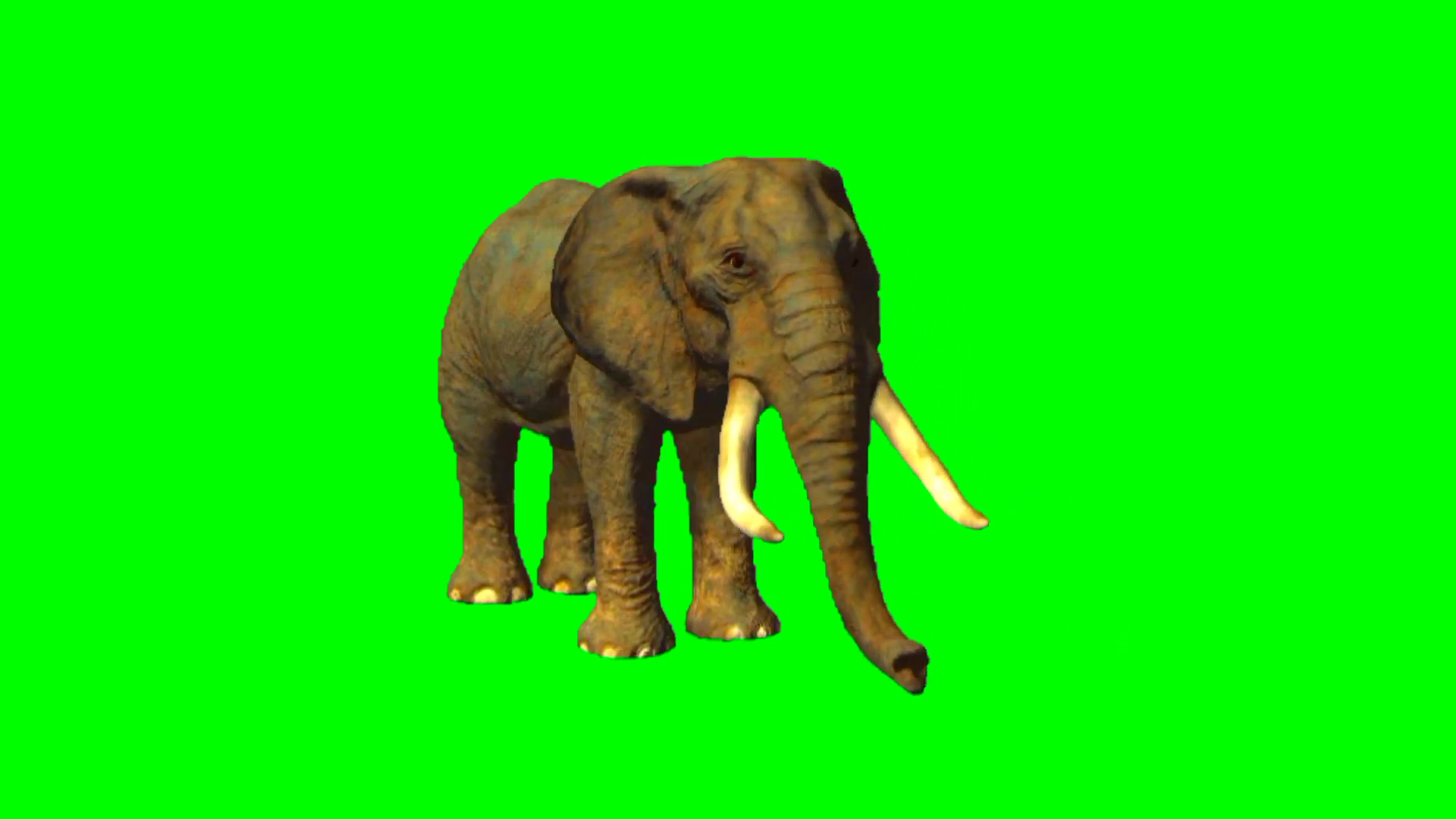 大象绿幕视频素材