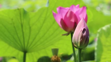 夏日荷塘荷花荷叶特写实拍视频