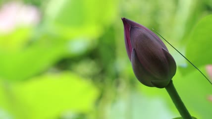 池塘含苞待放的荷花特写实拍视频