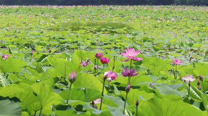 夏日荷塘荷花实拍