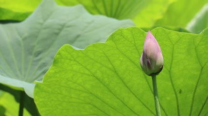 花苞特写