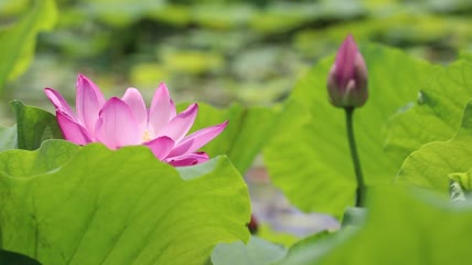 荷花花苞实拍