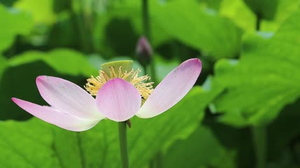 荷花实拍视频