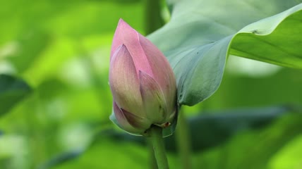 荷花花苞实拍特写