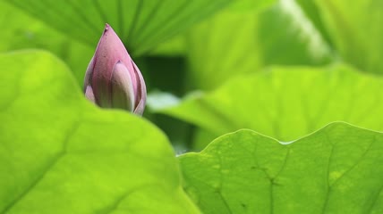 荷叶花苞实拍