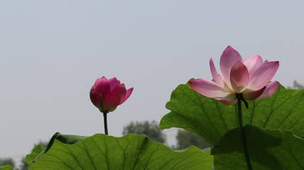 实拍夏季的荷花特写