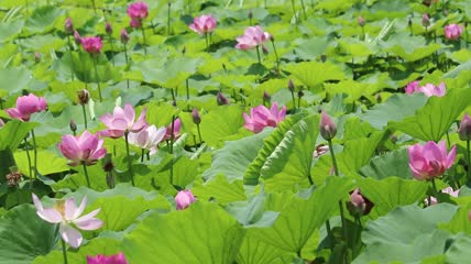 实拍夏季池塘荷花花苞莲蓬