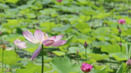 实拍夏天池塘的荷花盛开