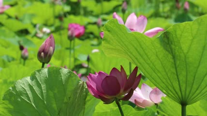 荷花随风摇曳特写