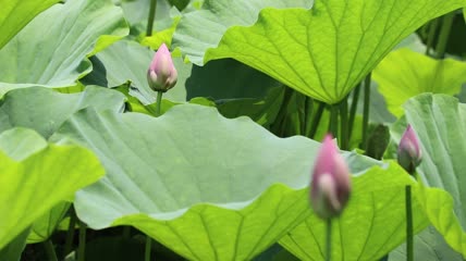 荷花花苞随风摇曳特写实拍