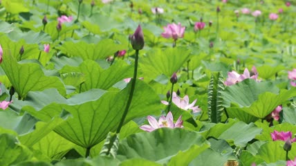 夏季池塘的荷花实拍视频