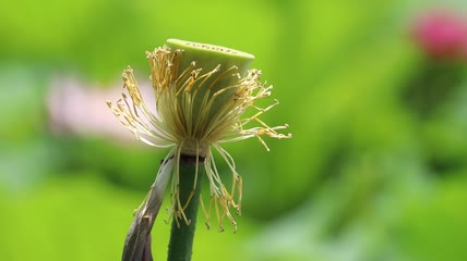 实拍盛开的荷花