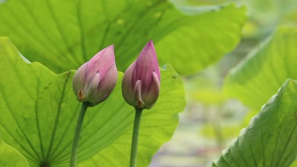 池塘里的荷花特写实拍