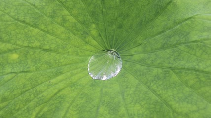 荷叶上的露珠特写实拍