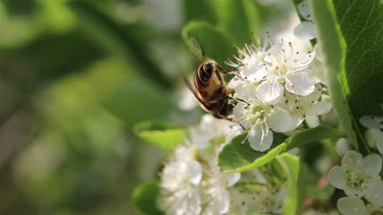 蜜蜂采花粉特写实拍