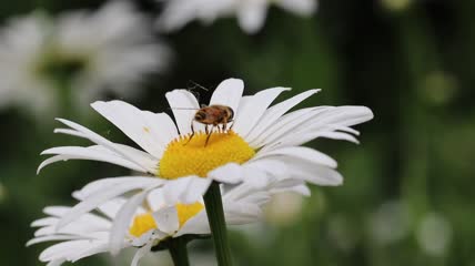 蜜蜂在小雏菊上采蜜特写实拍视频