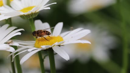 唯美清新小雏菊蜜蜂采蜜特写