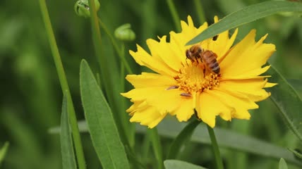 实拍金鸡菊蜜蜂采蜜