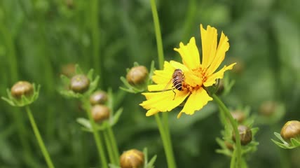 实拍金鸡菊蜜蜂