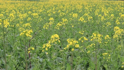 实拍油菜花海