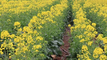 实拍春天油菜花视频