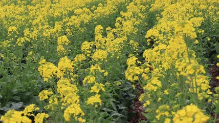 油菜花油菜地实拍