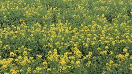 实拍油菜花