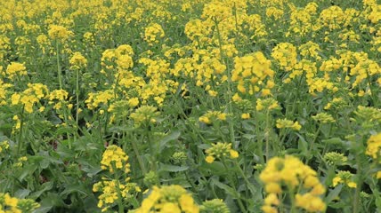 油菜花海实拍