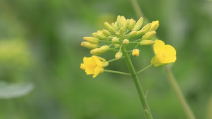 金色油菜花特写