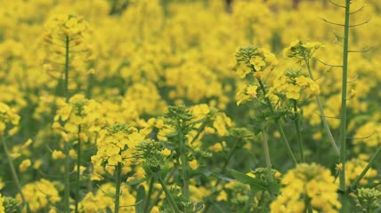 春天油菜花实拍素材