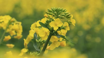 大片的油菜花特写