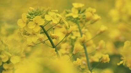 油菜花花海特写