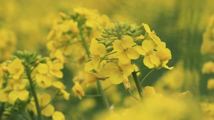 实拍油菜花花海特写