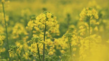 实拍春天油菜花