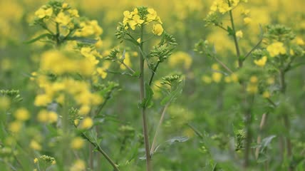 春天油菜花实拍视频