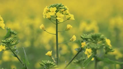 春天油菜花实拍