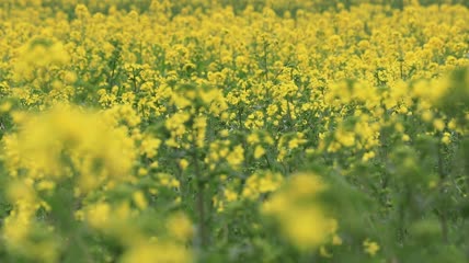 实拍春天唯美油菜花