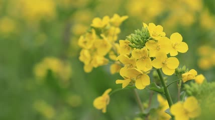 唯美油菜花特写