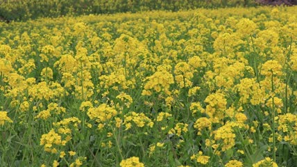 实拍油菜花花海