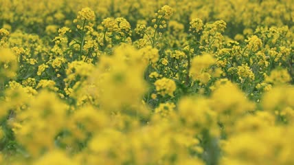 油菜花特写