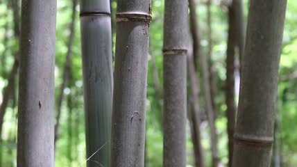 自然竹林竹海特写