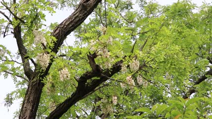 槐树槐花特写