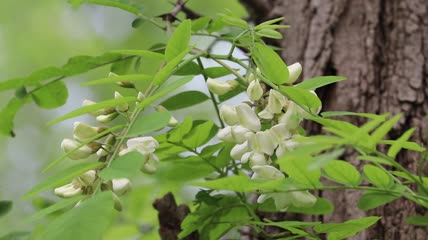 槐花特写