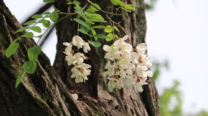 槐树槐花特写