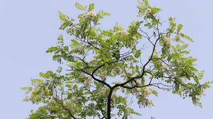 微风吹拂下的白色槐花特写