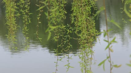 柳树柳枝杨柳特写