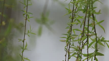 柳枝飘飘特写