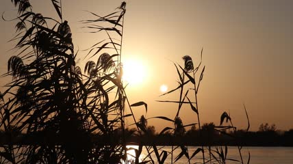 芦苇摇摆夕阳实拍视频