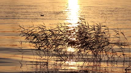 夕阳芦苇湖面光影实拍