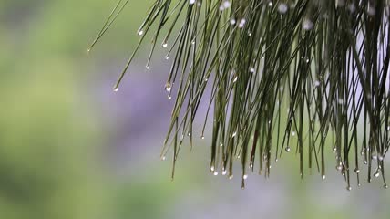 树叶松树雨滴特写